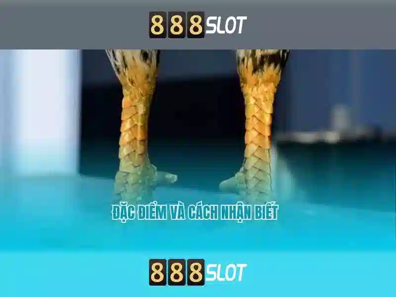 link vào 888slot - 888SLOT link vào 888slot - 888SLOT