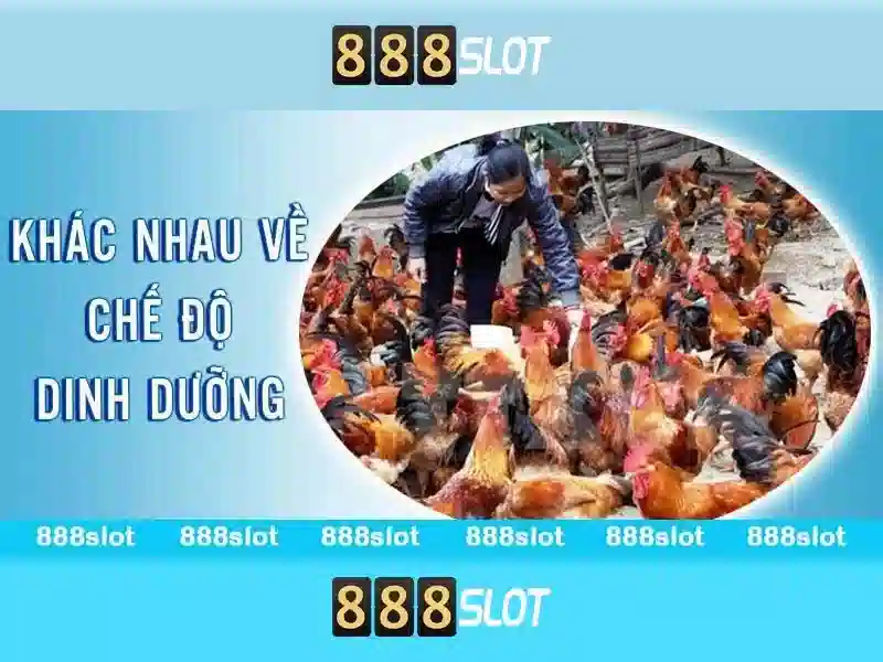 💎ca cuoc da ga online💎 💎ca cuoc da ga online💎